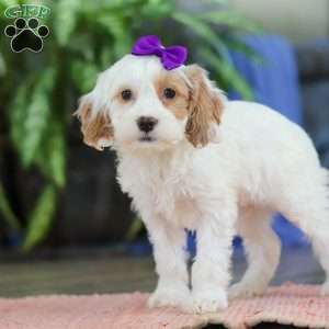 Chloe, Cockapoo Puppy